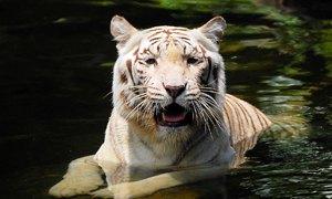 tigre singapore 300x180