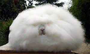 Angora Rabbit-300X180