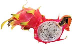 Pitahaya - Hylocereus -300X180