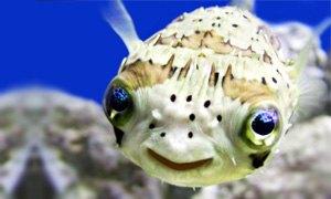 Puffer-Fish-300X180