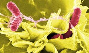 Salmonella Enterica 300X180