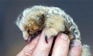 Silky-Anteater300X180