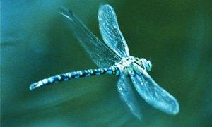 libellula-300X180