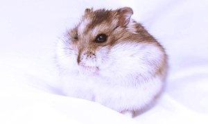 russian hamster-300X180