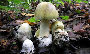 Fungo Velenoso - Amanita Phalloides