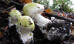 Fungo Velenoso - Amanita Phalloides