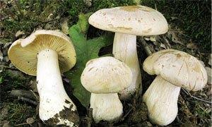 Fungo Velenoso - Entoloma Sinuatum