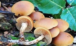 Fungo Velenoso - Galerina Marginata