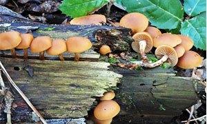 Fungo Velenoso - Galerina Marginata