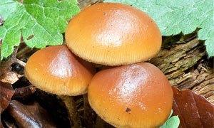 Fungo Velenoso - Galerina Marginata