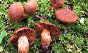 Fungo Velenoso - Cortinarius Orellanus