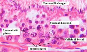 Le cellule di Sertoli-300x180