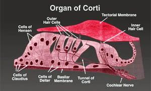 L'organo del Corti-300x180