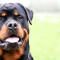 Rottweiler1-800x400