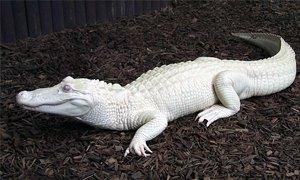 aligatore bianco-300X180