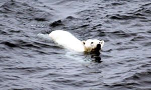 orso nuoto1