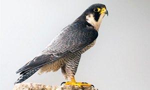 Falco pellegrino 300x180