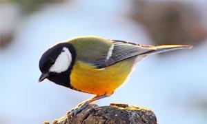 5 uccelli coloratissimi nidificanti in Italia-Cinciallegra-300x180