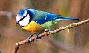 5 uccelli coloratissimi nidificanti in Italia-Cinciarella-300x180