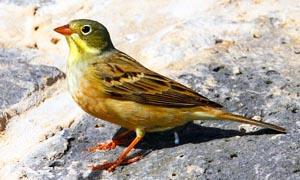 5 uccelli coloratissimi nidificanti in Italia-Ortolano-300x180