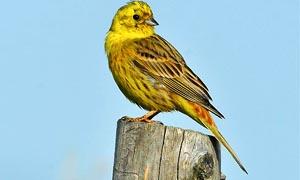 5 uccelli coloratissimi nidificanti in Italia-Zigolo giallo-300x180