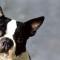 Boston terrier 2 800x400