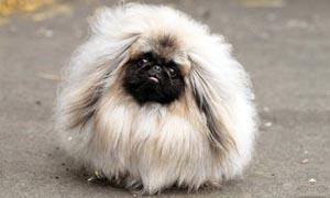 Il Pechinese- un cane distintamente riservato, snob e raffinato 1-300x180