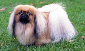 Il Pechinese- un cane distintamente riservato, snob e raffinato 3-300x180