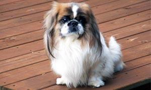 Il Pechinese- un cane distintamente riservato, snob e raffinato 4-300x180
