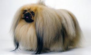 Il Pechinese- un cane distintamente riservato, snob e raffinato 5-300x180