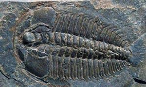 Luoghi fossiliferi-Burgess 300x180