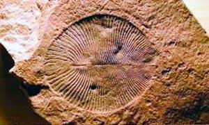 Luoghi fossiliferi-Ediacara 300x180