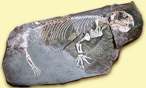 Luoghi fossiliferi-Karroo 300x180