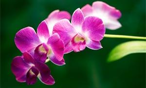 Piante da interno - Orchidea  300x180