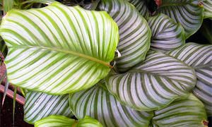 5 bellissime piante Brasiliane-Calathea-300x180
