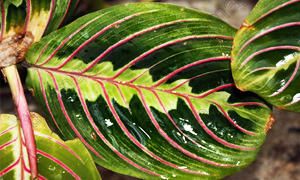 5 bellissime piante Brasiliane-Maranta-300x180