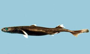 5 squali che non incontrerete mai-Etmopterus lucifer-300x180