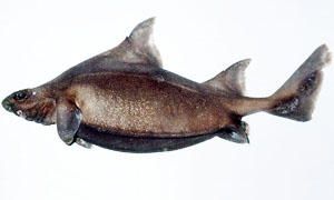 5 squali che non incontrerete mai-Oxynotus bruniensis-300x180