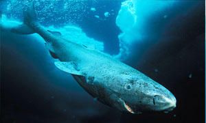 5 squali che non incontrerete mai-Squalo della Groenlandia-300x180