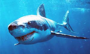 5 squali pericolosissimi per l'uomo-squalo bianco-300x180