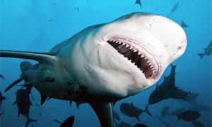 5 squali pericolosissimi per l'uomo-squalo leuca-300x180