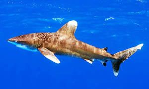5 squali pericolosissimi per l'uomo-squalo longimano-300x180