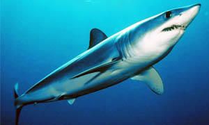 5 squali pericolosissimi per l'uomo-squalo mako-300x180