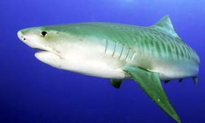 5 squali pericolosissimi per l'uomo-squalo tigre-300x180