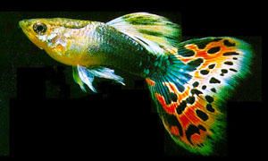 Pesci d'acquario-Pesci che vivono sul fondo e pesci che occupano l'intero acquario-300x180