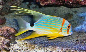 Pesci d'acquario-Pesci solitari e pesci che vivono in coppia-300x180