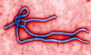 Ebola-Il virus Ebola-300x180