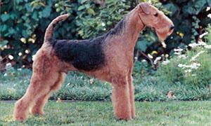 Airedale-Terrier-standard-300x180