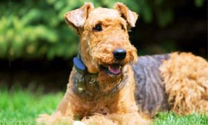 Airedale-Terrier-storia-300x180