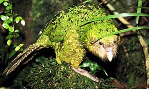 Kakapo-il kakapo-300x180